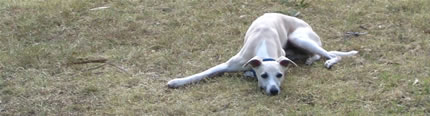 The laziest dog in the dog park!